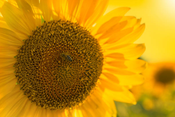 Field of Sunflowers