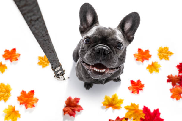 istock dog  with leash waiting for a walk 845569606