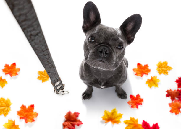 istock dog  with leash waiting for a walk 845569632