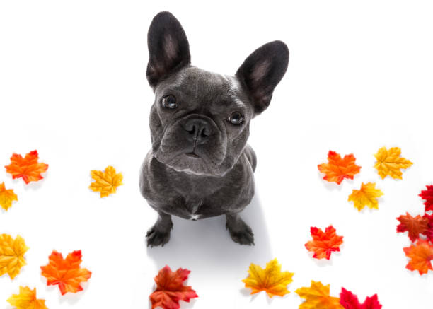 istock close up curious dog looks up 845569648