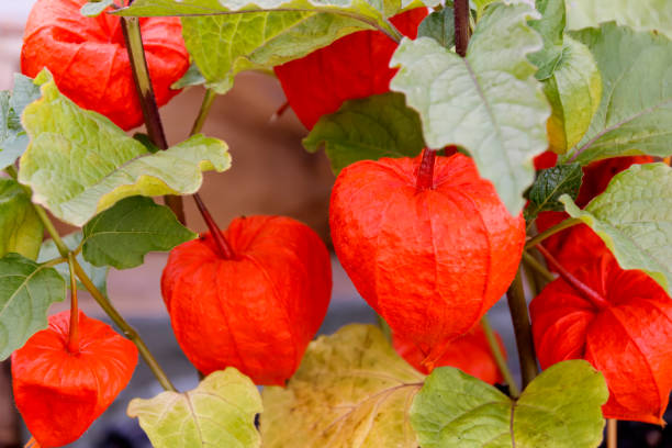 istock Chinese Lantern fruits in foliage 845569872