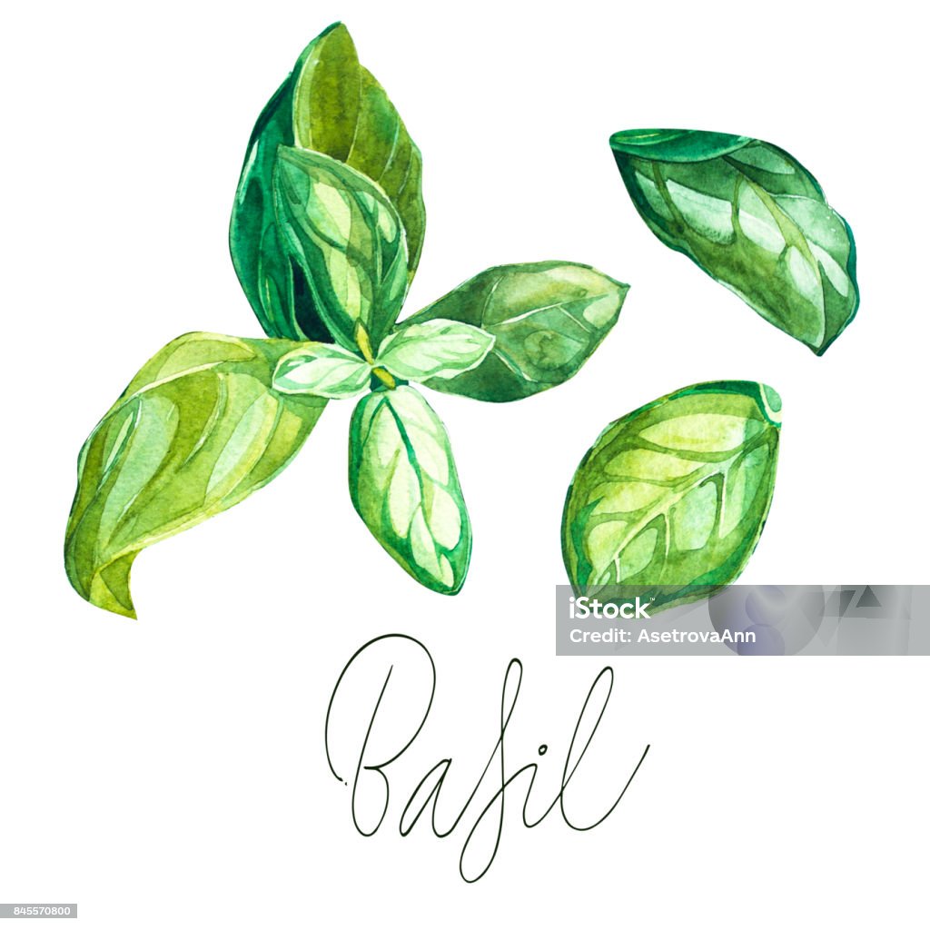 Basil set. Botanical drawing of a basil leaver. Watercolor beautiful illustration of culinary herbs used for cooking and garnish. Isolated on white background. Basil set. Botanical drawing of a basil leaver. Watercolor beautiful illustration of culinary herbs used for cooking and garnish. Isolated on white background Basil stock illustration