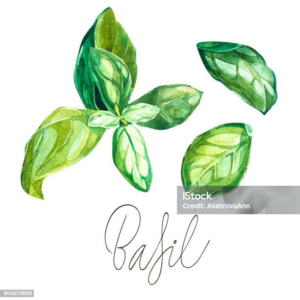 Basil Set Botanical Drawing Of A Basil Leaver Watercolor Beautiful Illustration Of Culinary Herbs Used For Cooking And Garnish Isolated On White Background Stock Illustration - Download Image Now