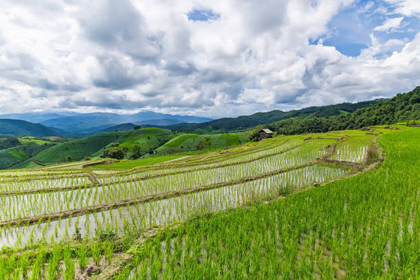istock Rice terrace in a cloudy lighting surrounded by trees and mountains. 845574256