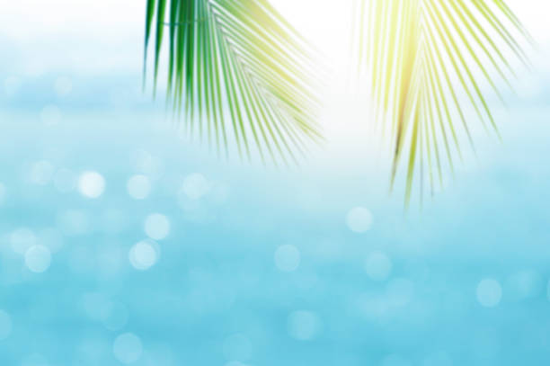 istock Blurred  tropical sea water bokeh with blurred palm leaf on foreground 845574296