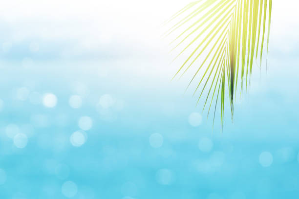 istock Blurred  tropical sea water bokeh with palm leaf on foreground 845574336