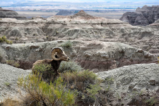 istock Bighorn in Badlands 845576492
