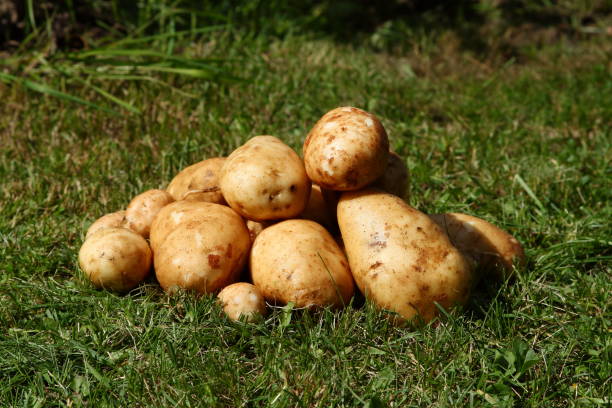 Fresh potatoes stock photo