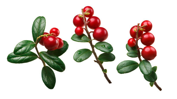 -idaea lingonberry vaccinium 왕, 경로 - bearberry 뉴스 사진 이미지