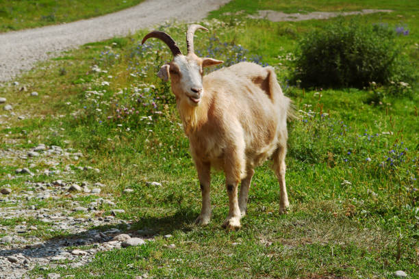 Goat on pasture. stock photo