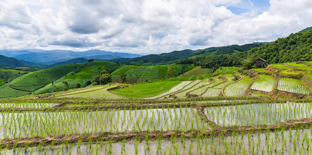 istock Rice terrace in a cloudy lighting surrounded by trees and mountains. 845586432