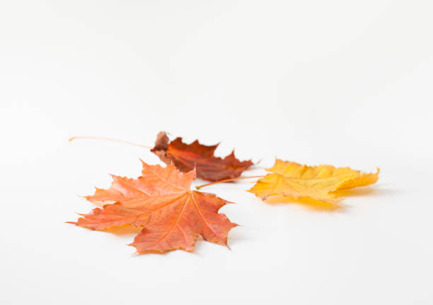 Background image of autumn leaves. The template for the background.