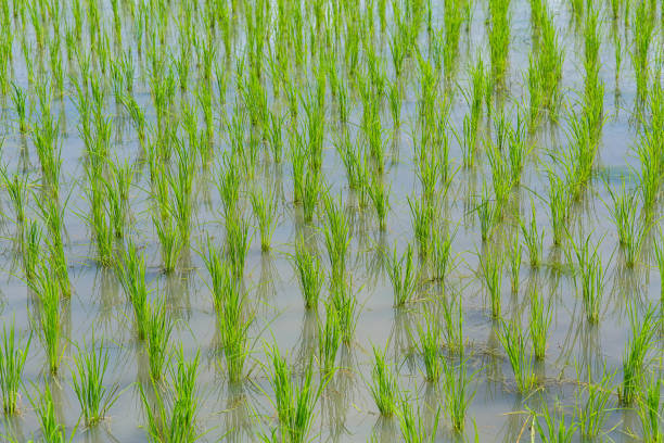 istock Rice field in the water. 845589040