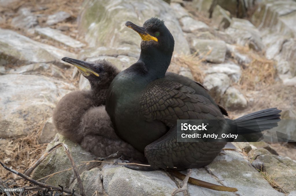 Shag with young Adult shag (Phalacrocorax aristotelis) sea bird with young. Animal Body Part Stock Photo