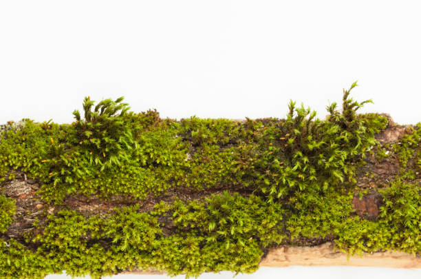 istock The moss on the bark of a tree on a white background. Place for text. 845589184
