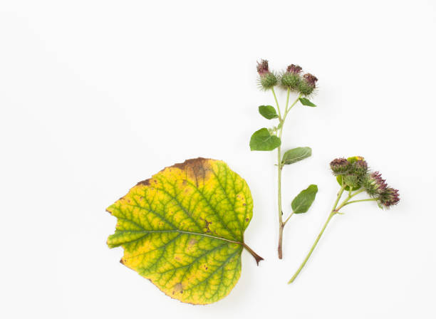 istock Burdock is a plant with autumn leaves on white background 845589518