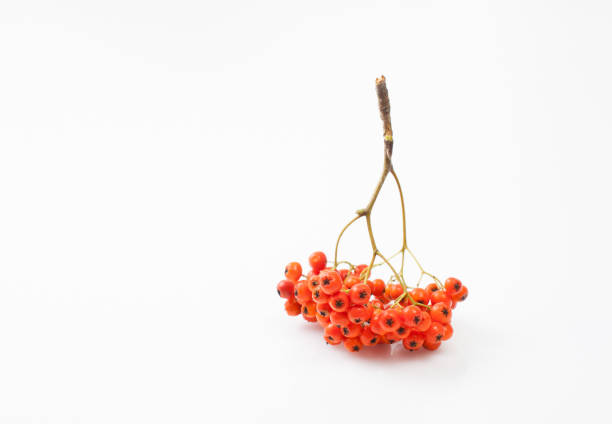 clusters of red mountain ash, isolate on white