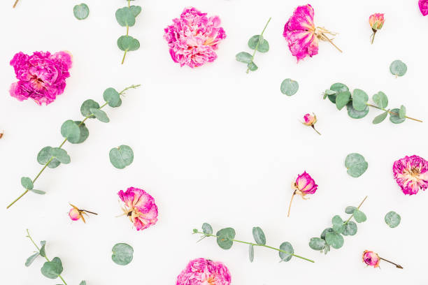 istock Floral frame with pink roses and eucalyptus leaves isolated on white background, Flat lay, Top view 845592462
