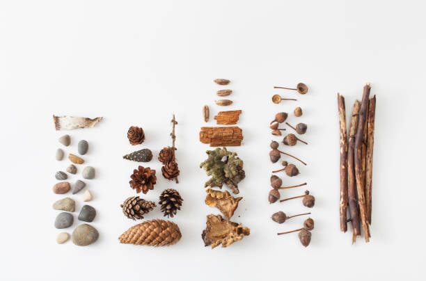 istock Acorns, pine cones, moss, berries of mountain ash, stones for decorating 845595198