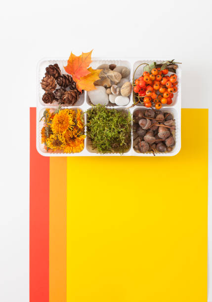 istock Acorns, pine cones, moss, berries of mountain ash, stones for decorating 845595242