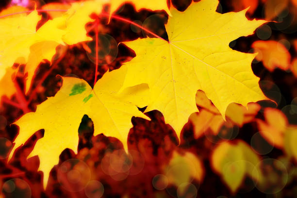istock Autumn background with yellow maple leaves 845599838