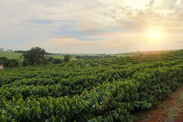 istock Plantation - Sundown on the coffee plantation landscape 845602290
