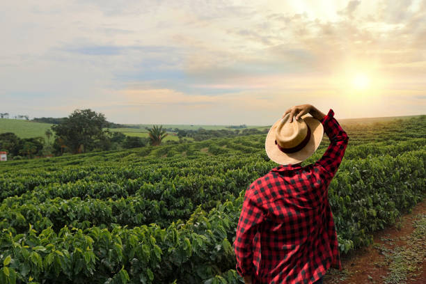 istock Farmer with hat standing in a coffee plantation 845602292