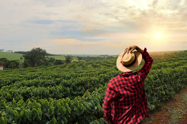 Farmer with hat standing in a coffee plantation stock photo
