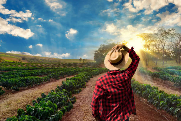 istock Farmer with hat standing in a coffee plantation 845602294