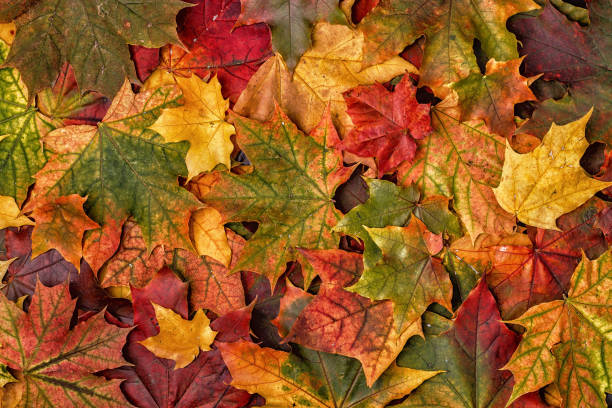 istock Colorful autumn leaves. 845602342