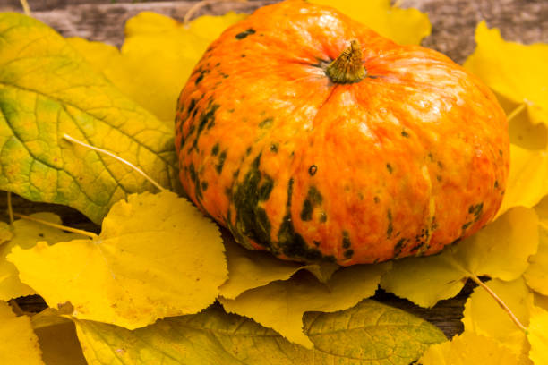 istock Small decorative pumpkin on autumn yellow leaves 845602704