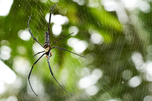 Spiders are trapping the pulp using spider webs. Small insects fly to the spider web to find food.
