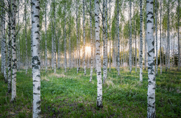 istock Scenic landscape with many birch tree and sun rays at summer evening 845605880