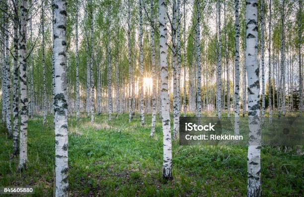 Scenic Landscape With Many Birch Tree And Sun Rays At Summer Evening Stock Photo - Download Image Now