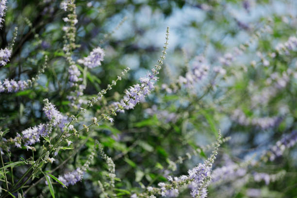 Vitex agnus-castus Vitex agnus-castus costus stock pictures, royalty-free photos & images