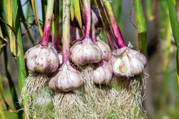istock Freshly harvested garlic bulbs drying at the outdoors. Nutrition vegetarian 845606086