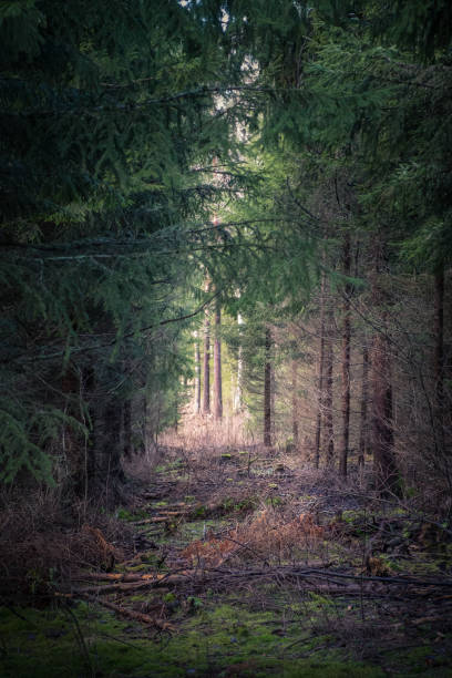 viejo bosque con agradables luces y sombras - musgo apretado fotografías e imágenes de stock