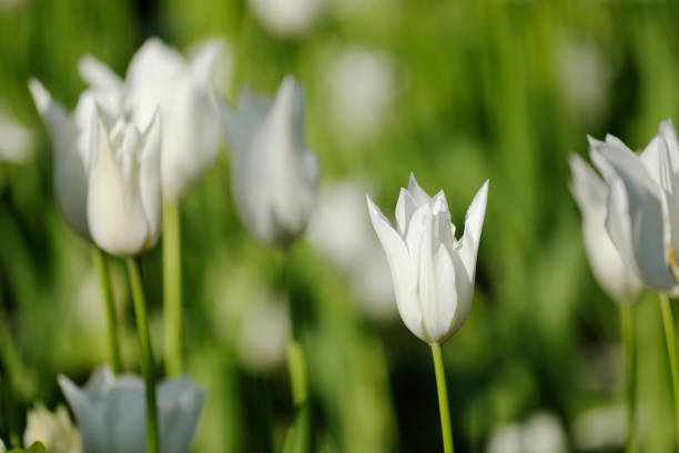 White tulips flowerbed closeup