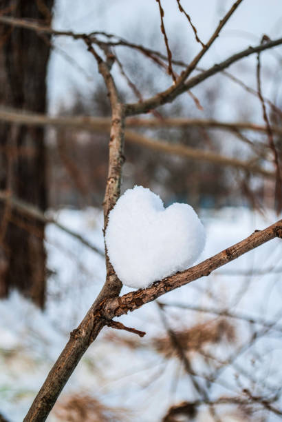 istock Heart of snow on the branches in nature 845606206