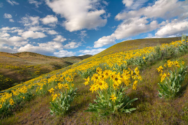 istock Field filled with beautiful yellow flowers in the spring time 845608920