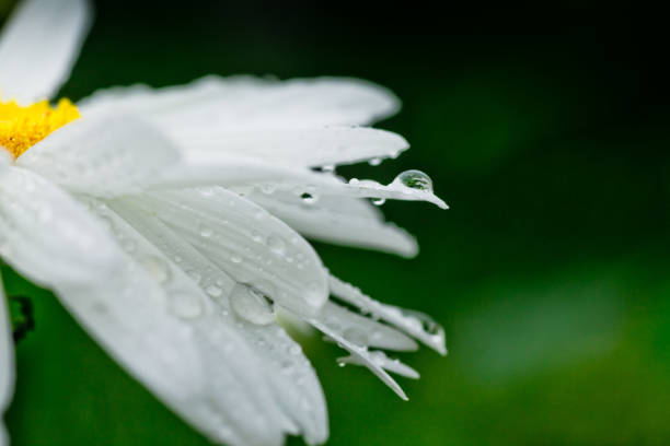 istock Leucanthemum maximum Shasta daisy, max chrysanthemum, Crazy Daisy, daisy wheel, daisy chain, chamomel, gang bang in the garden in the flowerbed 845615640