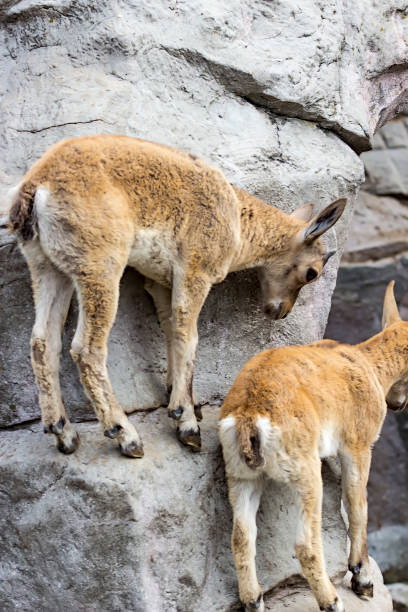 le gamin de la tournée est caucasienne joue sur les rochers - paridigitate mammals photos et images de collection