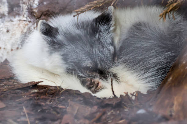 istock White fox sleeping under tree in Auyuittuq National Park Canada 845619166