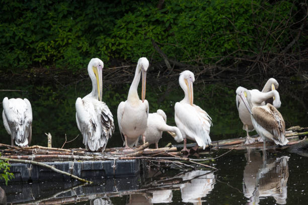 istock Group Great white pelican sits on a log in the lake 845619174