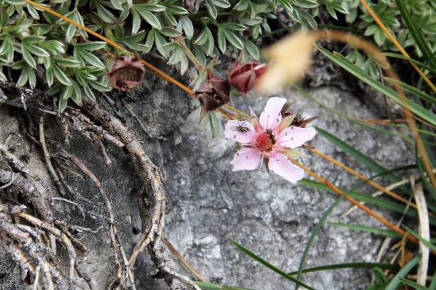 istock Dolomite's wild pink flowers 845619342