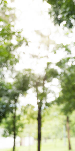 istock defocused bokeh background of garden trees, tree bokeh 845622356