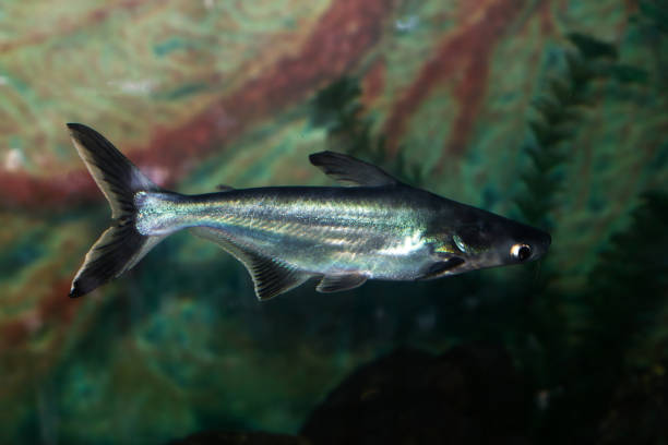 istock fish in the aquarium. catfish 845623260