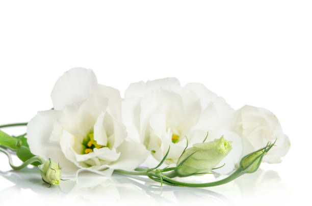 istock Beautiful white eustoma flowers isolated on white background 845628282