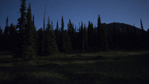 istock Spooky Starry Night in the wilderness 845632580