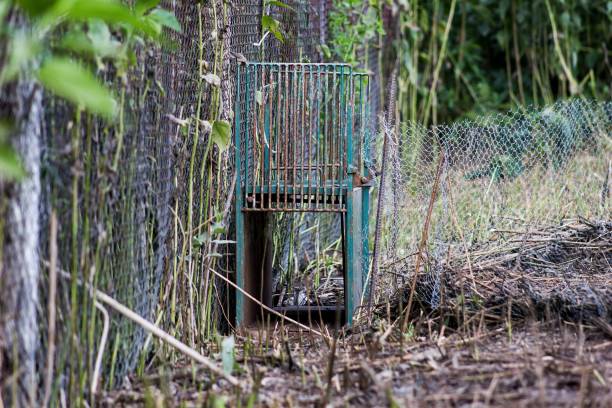istock A trap to catch foxes in the natural environment 845632834